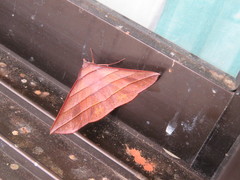 Sarcinodes reductatus