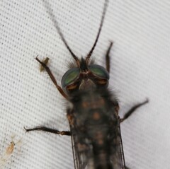 Ululodes quadripunctatus