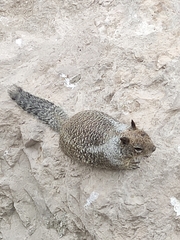 Otospermophilus beecheyi