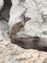 Otospermophilus beecheyi