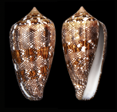 Conus dalli
