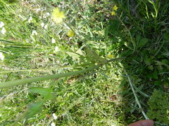 Youngia thunbergiana