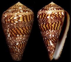 Conus dalli