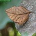 Kallima inachus formosana - Photo (c) 孫鋒 林, alguns direitos reservados (CC BY-SA)