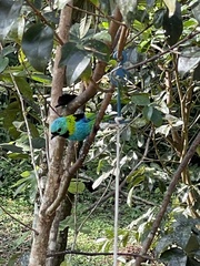 Tangara seledon