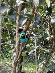 Tangara seledon
