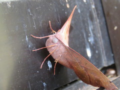 Sarcinodes reductatus