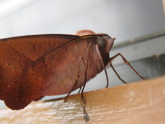 Sarcinodes reductatus