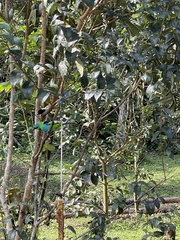 Tangara seledon