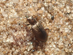 Bembidion striatum