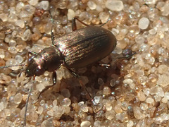 Bembidion striatum