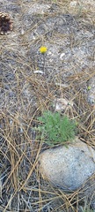 Hymenopappus filifolius lugens