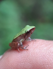 Pristimantis conspicillatus