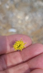 Hymenopappus filifolius lugens