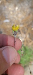 Hymenopappus filifolius lugens