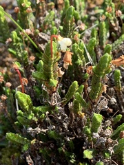 Cassiope tetragona