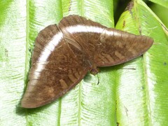 Tanaecia iapis