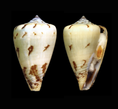 Conus damottai