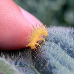 Epilachna varivestis