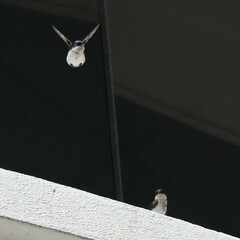 Pygochelidon cyanoleuca