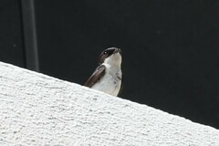 Pygochelidon cyanoleuca