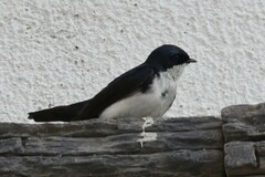 Pygochelidon cyanoleuca