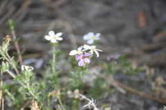 Leptosiphon melingii