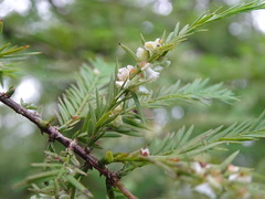 Taxodiomyia cupressi