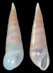 Melanella
