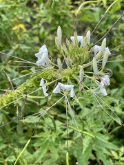 Cleome spinosa