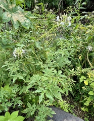 Cleome spinosa