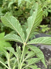 Cleome spinosa
