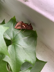 Autographa bimaculata