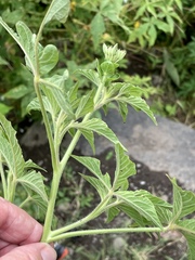 Cleome spinosa