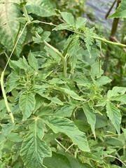 Cleome spinosa