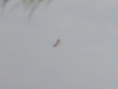 Buteo jamaicensis umbrinus