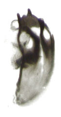 Peripsocus maoricus