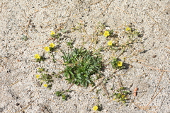 Potentilla luteosericea