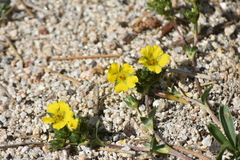 Potentilla luteosericea