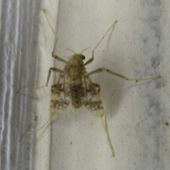 Psectrotanypus dyari