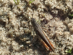 Chorthippus brunneus