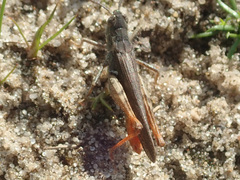 Chorthippus brunneus