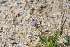 Astragalus gruinus