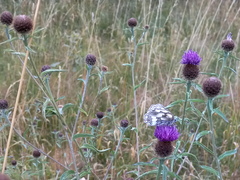 Centaurea nemoralis