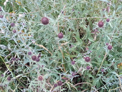Centaurea nemoralis