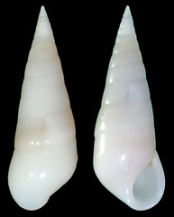 Melanella