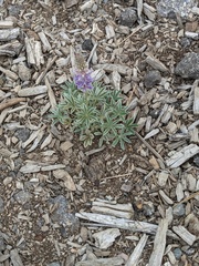 Lupinus lepidus confertus