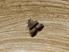 Pseudozarba bipartita