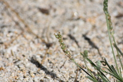 Plantago argyraea