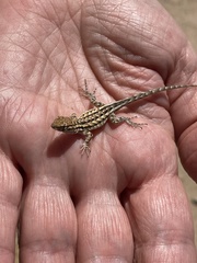 Uta stansburiana